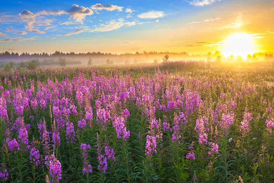 Rural Landscape With The Sunrise And Blossoming Meadow